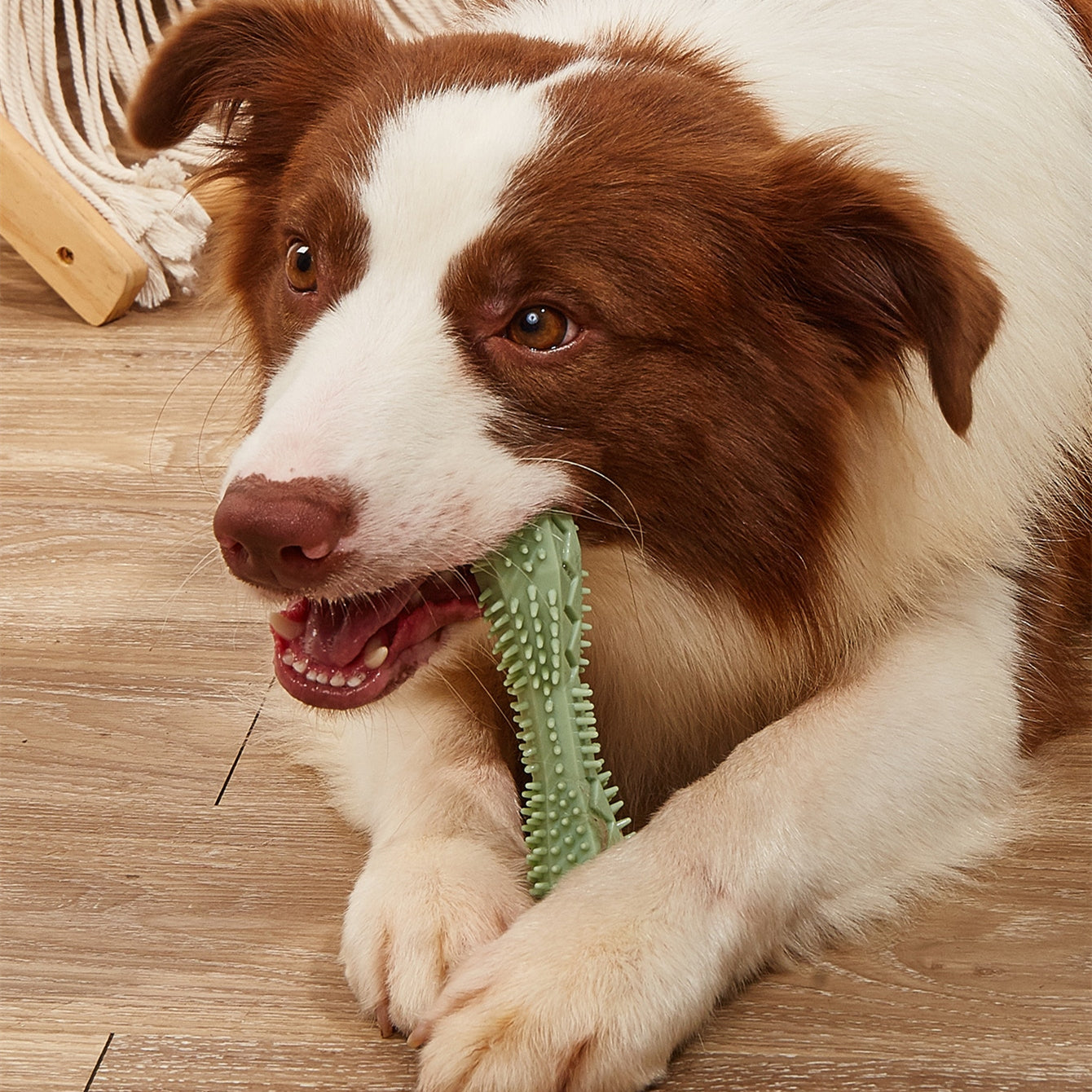 Durable Teeth Cleaning Chew Toy for Dogs